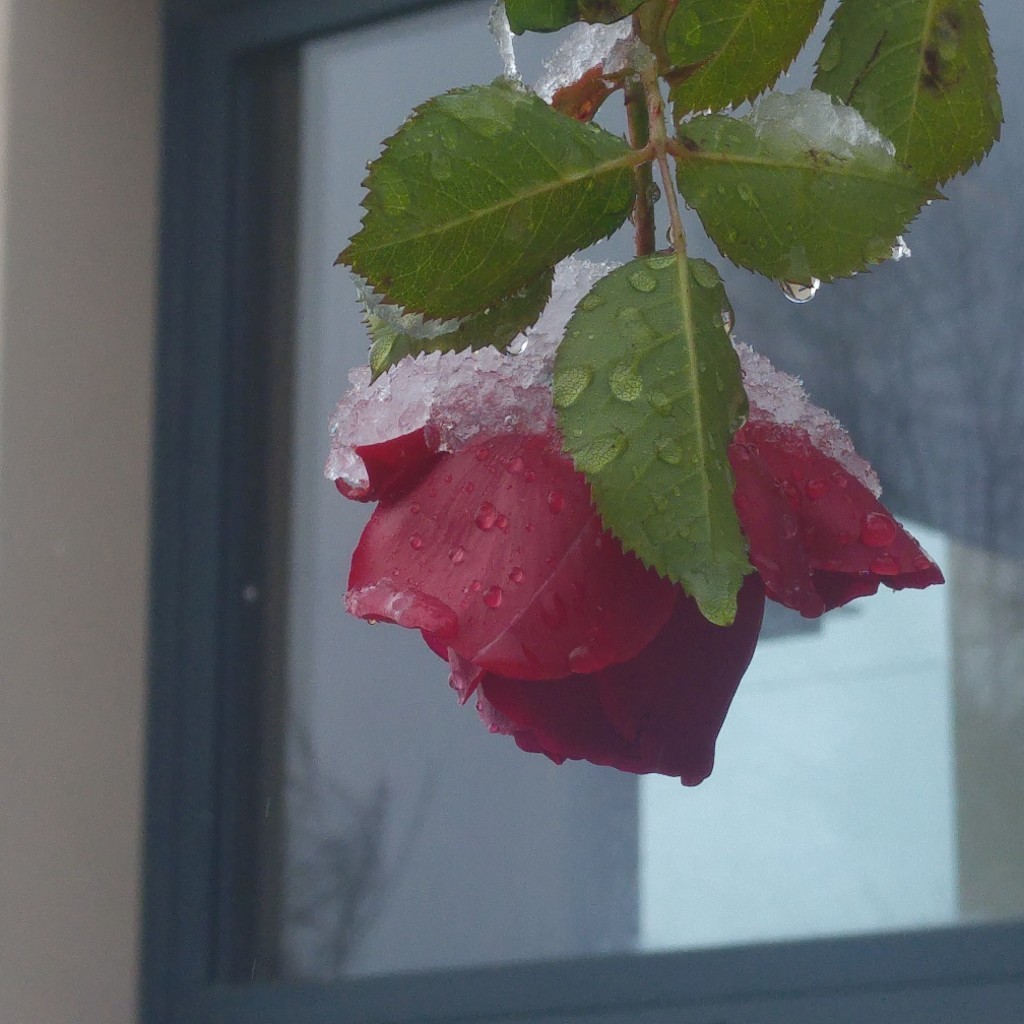 rose with snow